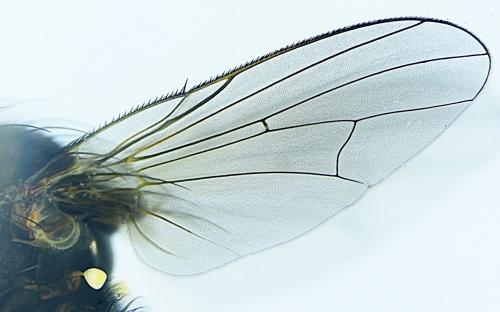 Botanophila fugax